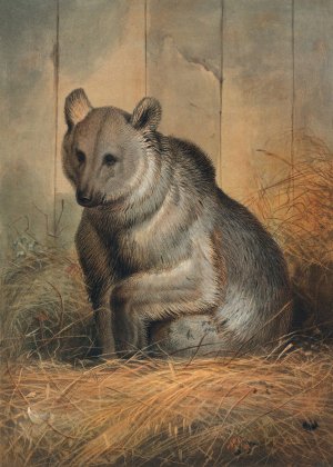 The Syrian Bear by Joseph Wolf Oil Painting
