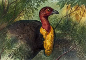 The Talegalla Oil painting by Joseph Wolf