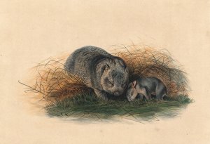 The Tasmanian Wombat by Joseph Wolf Oil Painting