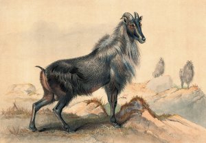 The Thar Goat by Joseph Wolf Oil Painting