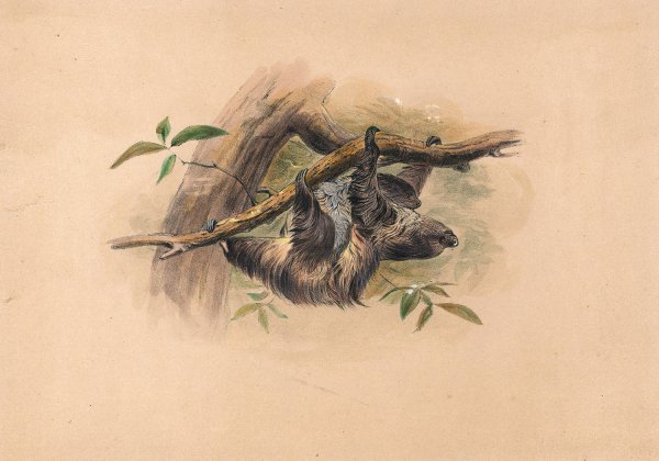 The Three-Toed Sloth  by Joseph Wolf - Hand-Painted Oil Painting Reproduction