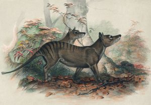 The Thylacine by Joseph Wolf Oil Painting