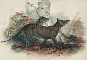 The Thylacine by Joseph Wolf Oil Painting
