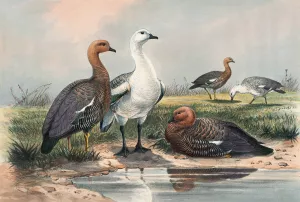 The Upland Goose by Joseph Wolf Oil Painting