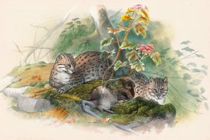 The Wagati Cat by Joseph Wolf Oil Painting