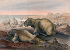 The Walrus by Joseph Wolf Oil Painting