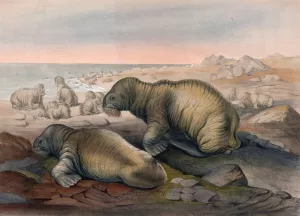 The Walrus by Joseph Wolf Oil Painting