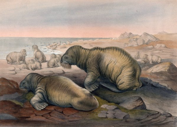 The Walrus  by Joseph Wolf - Hand-Painted Oil Painting Reproduction