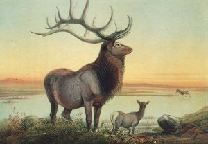 The Wapiti Deer by Joseph Wolf Oil Painting