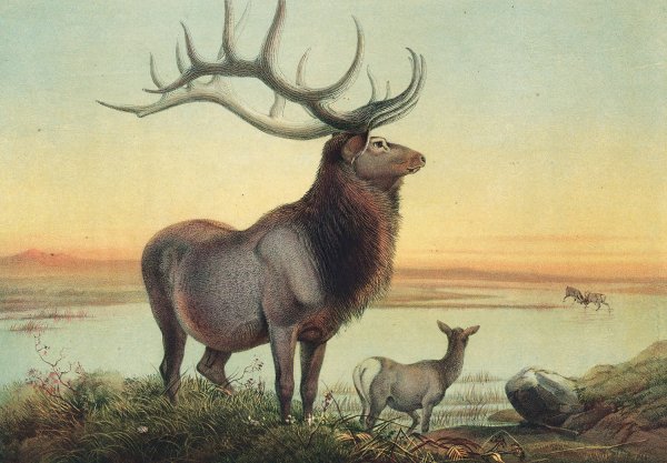 The Wapiti Deer  by Joseph Wolf - Hand-Painted Oil Painting Reproduction
