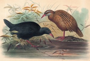 The Weka Rail by Joseph Wolf Oil Painting