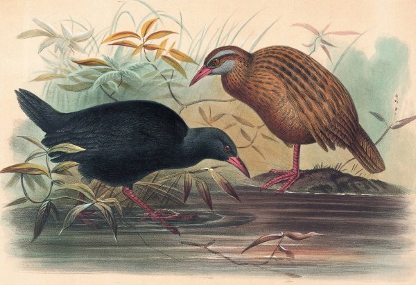 The Weka Rail  by Joseph Wolf - Hand-Painted Oil Painting Reproduction