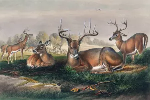The White-Tailed Deer by Joseph Wolf Oil Painting