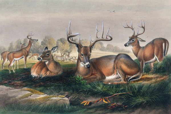 Main Product Photo of The White-Tailed Deer  Painting by Joseph Wolf