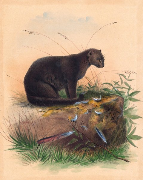 The Yaguarundi Cat  by Joseph Wolf - Hand-Painted Oil Painting Reproduction