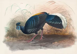 Vieillot's Fire-Backed Pheasant by Joseph Wolf Oil Painting