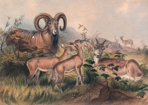 Vigne's Wild Sheep by Joseph Wolf Oil Painting