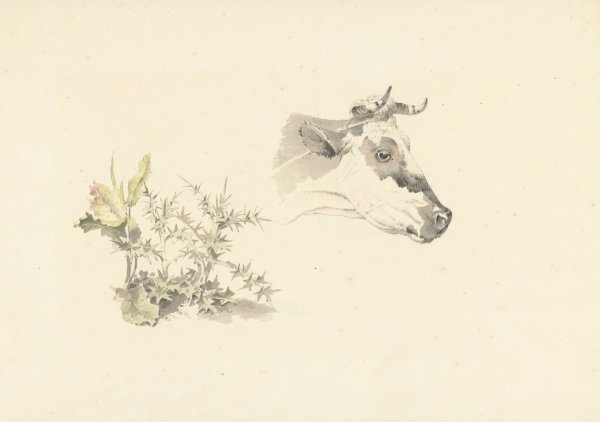 Main Product Photo of Kop van een koe en twee planten  Painting by Josephus Augustus Knip