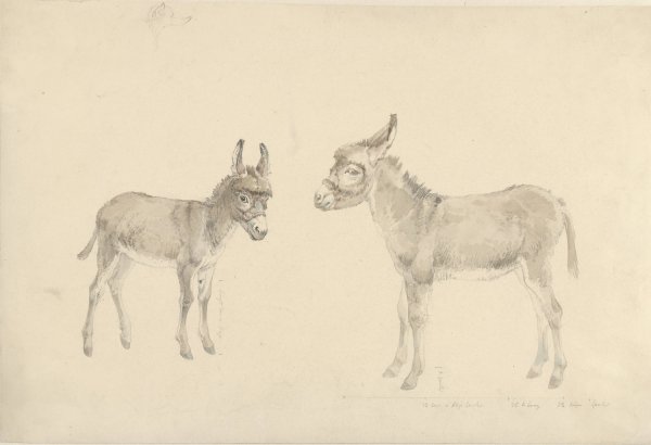 Main Product Photo of Twee ezels  Painting by Josephus Augustus Knip