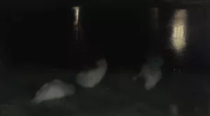 Nocturne. Swans in the Saxon Garden in Warsaw at night by Jozef Pankiewicz Oil Painting