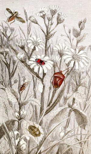Hemipteres Pl. XV by Jules Rothschild Oil Painting