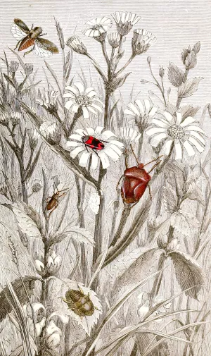 Hemipteres Pl. XV by Jules Rothschild Oil Painting