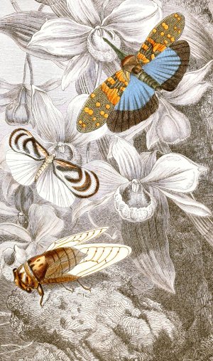 Hemipteres Pl. XVI by Jules Rothschild Oil Painting