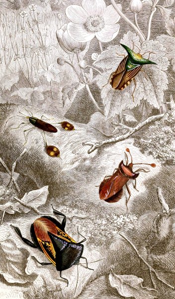 Hemipteres Pl. XX  by Jules Rothschild - Hand-Painted Oil Painting Reproduction