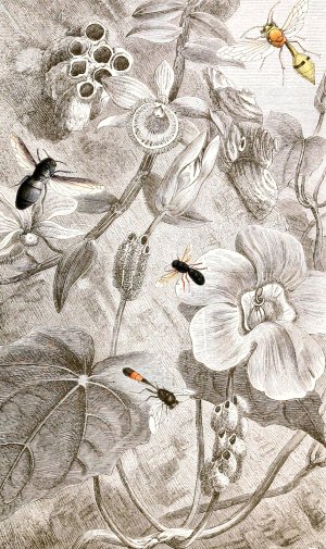 Hymenopteres Pl. X by Jules Rothschild Oil Painting