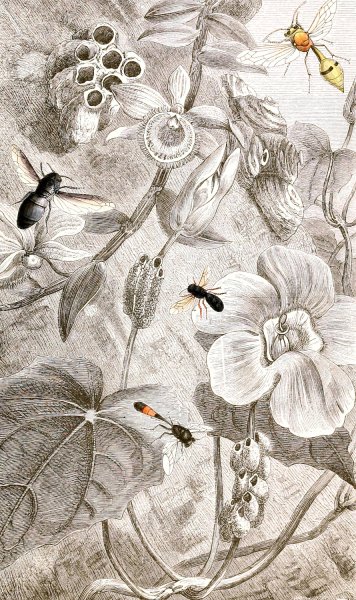 Hymenopteres Pl. X  by Jules Rothschild - Hand-Painted Oil Painting Reproduction