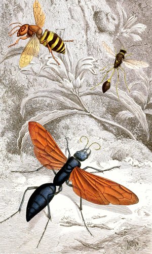 Hymenopteres Pl. XII by Jules Rothschild Oil Painting