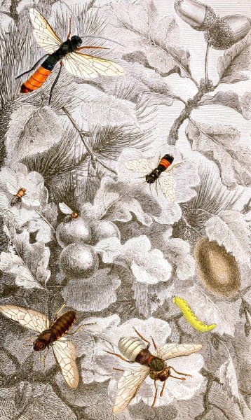 Hymenopteres Pl. XIII  by Jules Rothschild - Hand-Painted Oil Painting Reproduction
