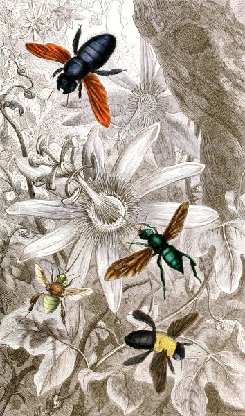 Nevropteres Pl. VII  by Jules Rothschild - Hand-Painted Oil Painting Reproduction