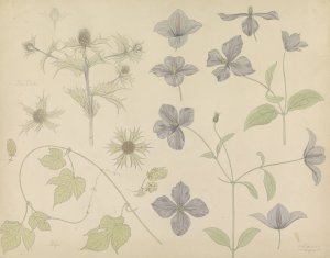 Studieblad met Zeedistel, Hop en Clematis by Julie De Graag Oil Painting