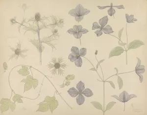 Studieblad met Zeedistel, Hop en Clematis by Julie De Graag Oil Painting