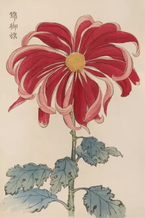 Keika hyakugiku, Pl.01 by Keika Hasegawa Oil Painting
