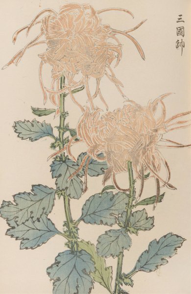 Main Product Photo of Keika hyakugiku, Pl.02  Painting by Keika Hasegawa