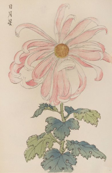 Main Product Photo of Keika hyakugiku, Pl.03  Painting by Keika Hasegawa