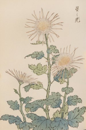 Keika hyakugiku, Pl.04 by Keika Hasegawa Oil Painting