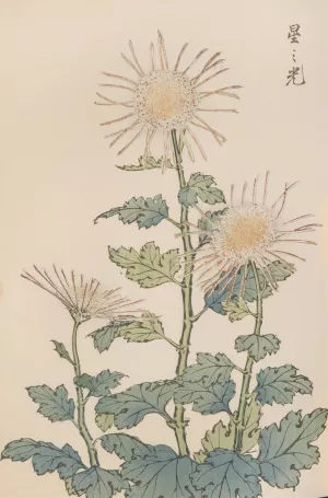 Keika hyakugiku, Pl.04 by Keika Hasegawa Oil Painting