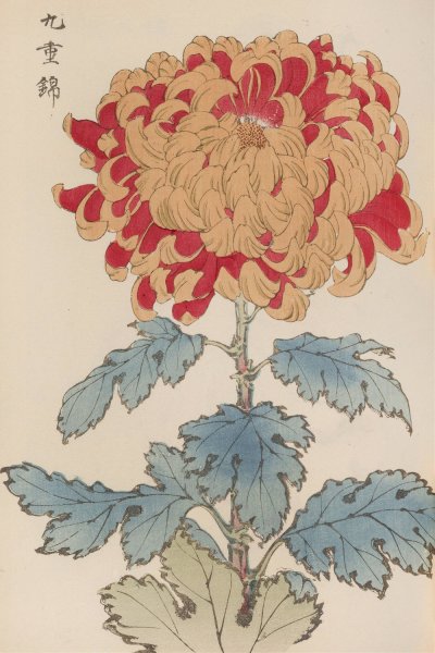 Keika hyakugiku, Pl.05  by Keika Hasegawa - Hand-Painted Oil Painting Reproduction