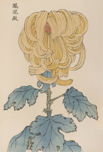 Main Product Photo of Keika hyakugiku, Pl.07  Painting by Keika Hasegawa