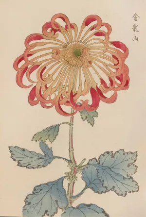Keika hyakugiku, Pl.08 by Keika Hasegawa Oil Painting