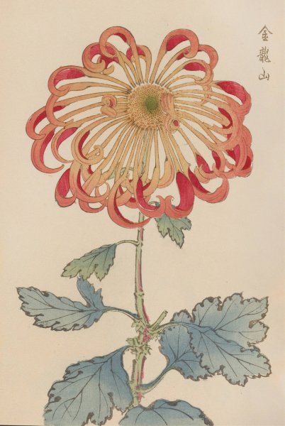 Main Product Photo of Keika hyakugiku, Pl.08  Painting by Keika Hasegawa