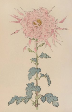 Keika hyakugiku, Pl.09 by Keika Hasegawa Oil Painting