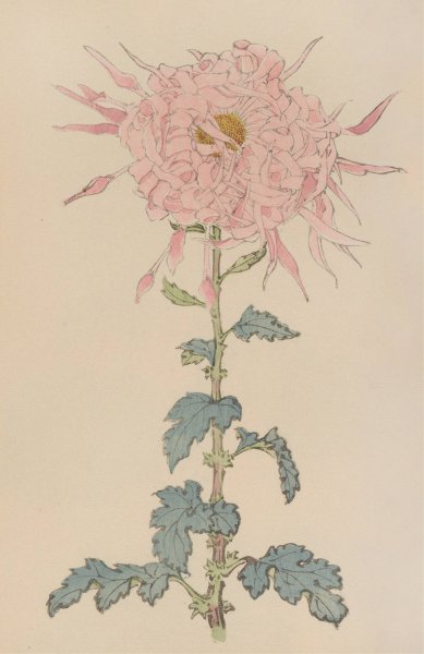 Main Product Photo of Keika hyakugiku, Pl.09  Painting by Keika Hasegawa