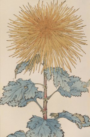 Keika hyakugiku, Pl.10 by Keika Hasegawa Oil Painting