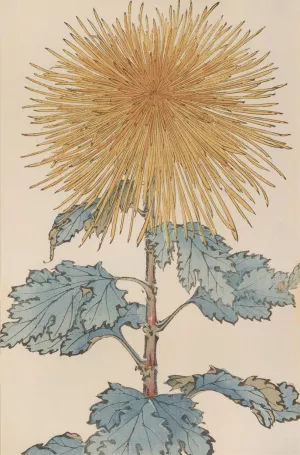 Keika hyakugiku, Pl.10 by Keika Hasegawa Oil Painting