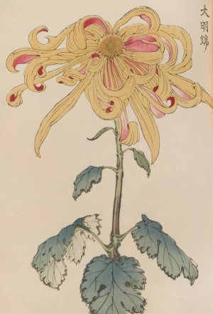 Keika hyakugiku, Pl.11 by Keika Hasegawa Oil Painting