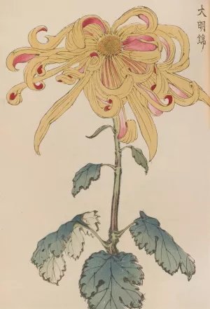 Keika hyakugiku, Pl.11 by Keika Hasegawa Oil Painting